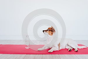 Cute small jack russell dog lying on a yoga mat at home. Bottle of water besides. Healthy lifestyle indoors