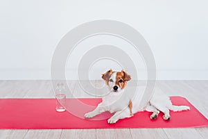 Cute small jack russell dog lying on a yoga mat at home. Bottle of water besides. Healthy lifestyle indoors