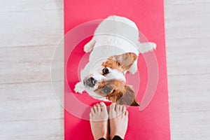 Cute small jack russell dog lying on a yoga mat at home with her owner woman. Healthy lifestyle indoors