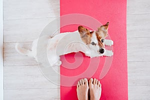 Cute small jack russell dog lying on a yoga mat at home with her owner woman. Healthy lifestyle indoors