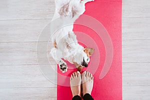 Cute small jack russell dog lying on a yoga mat at home with her owner woman. Healthy lifestyle indoors