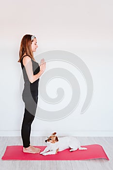 Cute small jack russell dog lying on a yoga mat at home with her owner woman. Healthy lifestyle indoors