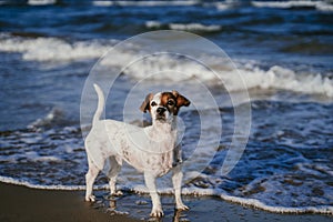 Cute small jack russell dog running by the beach. Fun, holidays and summertime concept
