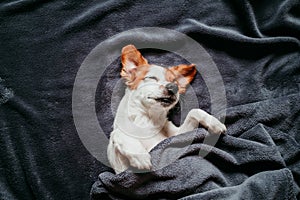 cute small jack russell dog sitting on bed, covered with a grey blanket. Resting at home. Pets indoors