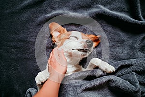 cute small jack russell dog sleeping on bed on a grey blanket. Woman owner hand cuddling her dog. POV. Pets indoors at home