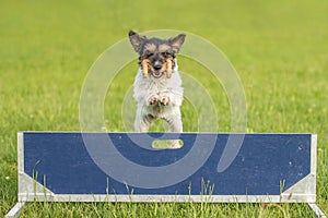 Cute Small Jack Russell Terrier dog is jumping fast over a hurdle. Dog is holding a dumbbells in the catch
