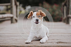 Cute small jack russell terrier dog lying on a wood bridge outdoors and looking for something or someone. Pets outdoors and