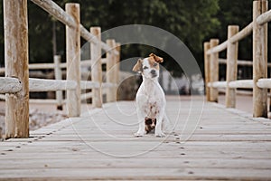 Cute small jack russell terrier dog lying on a wood bridge outdoors and looking for something or someone. Pets outdoors and