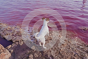 Cute small jack russell terrier dog standing by a pink lake or lagoon in a natural park at sunset. Torrevieja, Spain. Tourism,