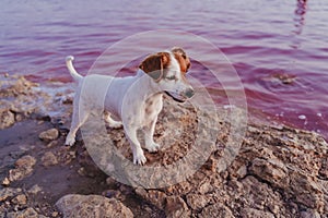 Cute small jack russell terrier dog standing by a pink lake or lagoon in a natural park at sunset. Torrevieja, Spain. Tourism,