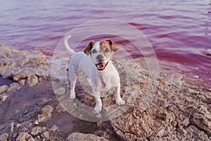 Cute small jack russell terrier dog standing by a pink lake or lagoon in a natural park at sunset. Torrevieja, Spain. Tourism,