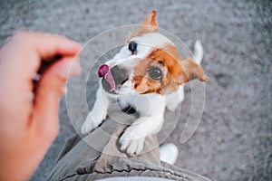 Cute small jack russell terrier dog standing on two paws asking for treats to owner. Pets outdoors and lifestyle