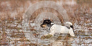 Cute Jack Russell Terrier dog stands in a water with a lot of reed