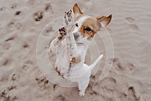 Cute small jack russell terrier dog walking on two paws asking for delicious treats. Pets outdoors and lifestyle. Beach and summer