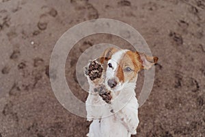 Cute small jack russell terrier dog walking on two paws asking for delicious treats. Pets outdoors and lifestyle. Beach and summer