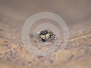cute small jumping spider on the dried leaf