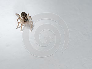 Really cute small jumping spider