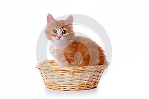 Cute small kitten in a basket