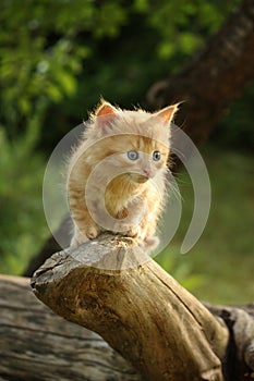 Cute small kitten climbing the tree