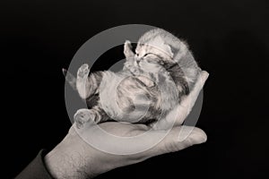 Cute small kitten new born