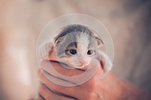 Cute small kitten in owner hand