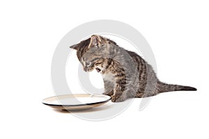 Cute small kitten screaming on milk plate