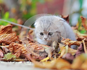 Cute small kitten sitting on autumn