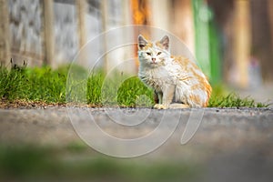 Cute small kitty on the street, beautiful portrait
