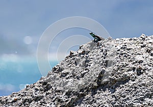 Cute small lizard on a rock looks into the distance. Animal wallpaper lacertian