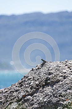 Cute small lizard on a rock looks into the distance. Animal wallpaper lacertian