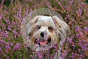 a cute small mixed breed dog head portrait in a colorful heather field