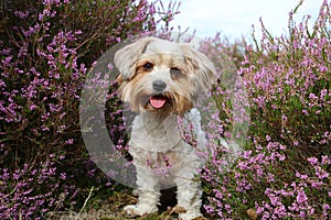 a cute small mixed breed dog sits in a colorful heather field