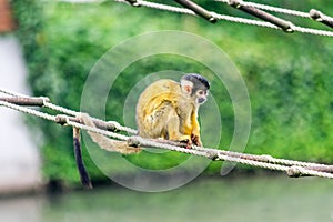 A cute, small, monkey sitting on a rope ladder