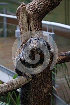 cute small monkey in tropical environment