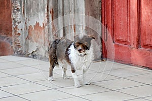 Cute small mutt dog with a large white mane and a mohawk posing