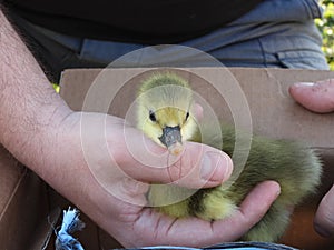Cute small newborn goose babies