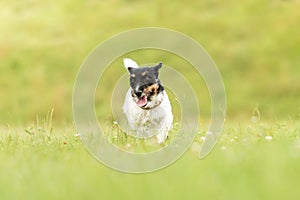 Cute small old dog runs and flies over a green meadow in spring - Jack Russell Terrier Hound 3 years old