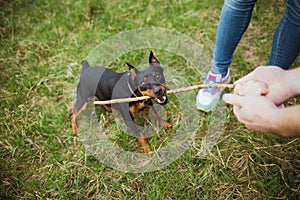 Cute small playful black miniature pinscher portrait