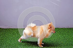 Cute small Pomeranian dog peeing in the park ,dog is urinating