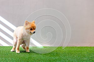 Cute small Pomeranian dog pooping at grass field. dog terrier on park
