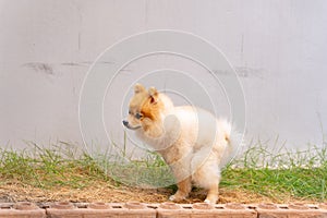 Cute small Pomeranian dog pooping out of prepared area. dog terrier shitting on park with the grass field