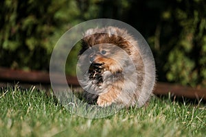 Cute small pomeranian spitz puppy portrait in summer