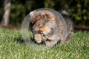 Cute small pomeranian spitz puppy portrait in summer