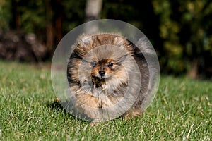 Cute small pomeranian spitz puppy portrait in summer