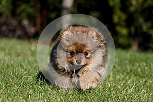 Cute small pomeranian spitz puppy portrait in summer