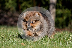 Cute small pomeranian spitz puppy portrait in summer