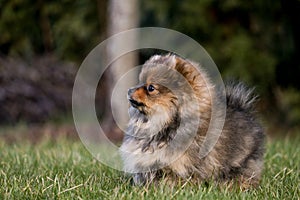 Cute small pomeranian spitz puppy portrait in summer