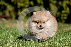 Cute small pomeranian spitz puppy portrait in summer