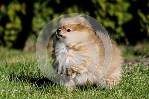 Cute small pomeranian spitz puppy portrait in summer