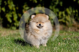 Cute small pomeranian spitz puppy portrait in summer